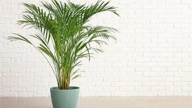 Dicas para cuidar de palmeira Areca Dourada