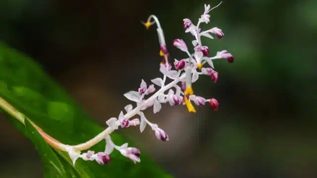 Como cuidar de bailarina