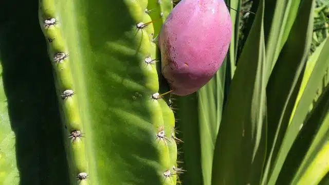 Como cuidar do cacto-do-peru