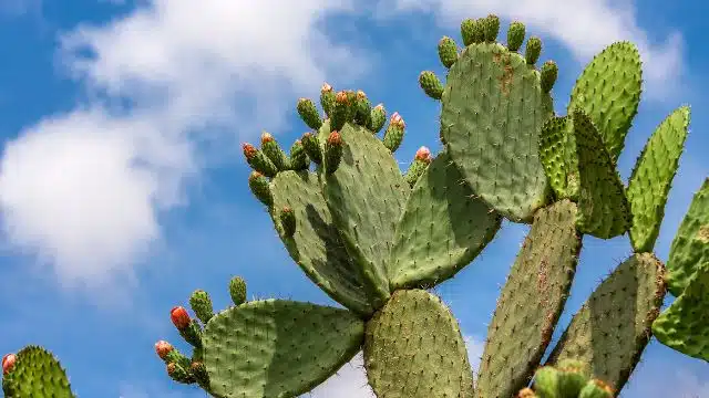  Dicas para cuidar de cacto Nopal em vaso 