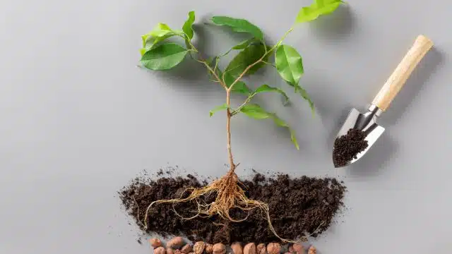 Como testar a drenagem do solo da planta